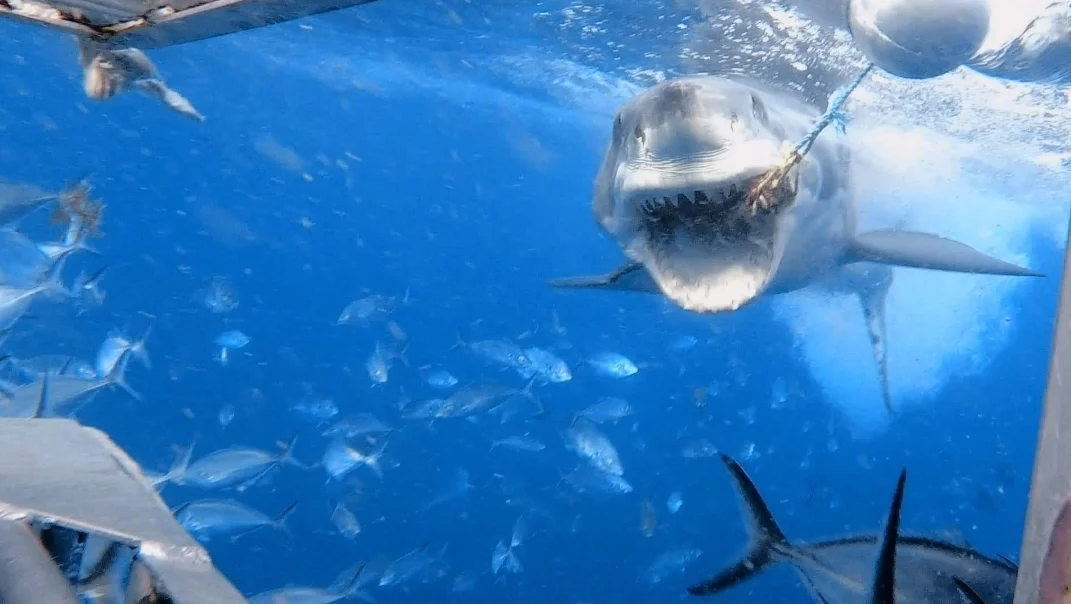 Great White shark at the Neptune Islands in 2022